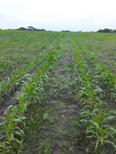 Imagen 9 de 14 de Se Vende Finca Jusepin Edo Monagas Ve01-1458ju-rcor