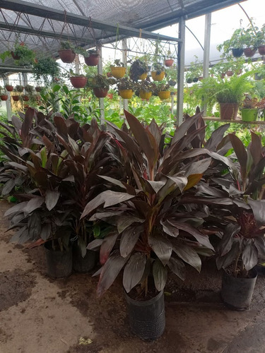 Dracena Baby Rubra (dracena Roja) 15lts