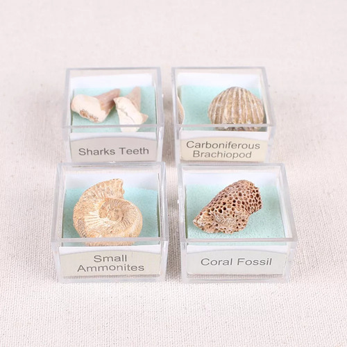 Cont Protolith Specimen Amonite Fósiles Colección Piedra -