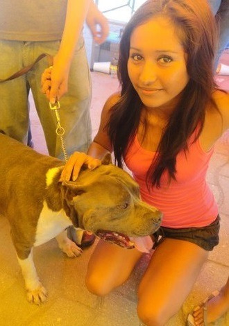 American Pitbull Terrier Blue La Mejor Calidad