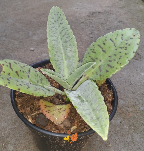 Suculenta Orelha-de-burro ( Kalanchoe Gastonis-bonnieri)