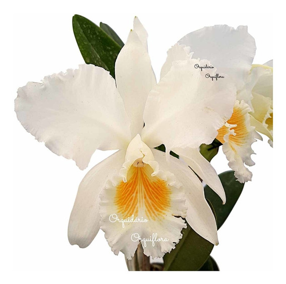 Orquídea Cattleya Mossiae Alba Planta Adulta Natural | Frete grátis