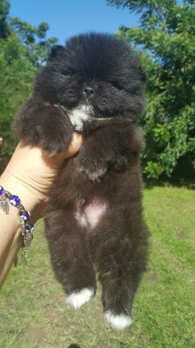 Lulu Da Pomerania Preto Ursinho