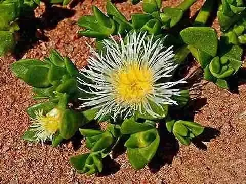1 / 3 Kanna　15ｇ　カンナ　Sceletium tortuosum 15 Sementes Kanna Sceletium Tortuosum Suculenta P/ Mudas