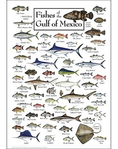 Tierra Cielo Agua Cartel - Peces Del Golfo De Mexico