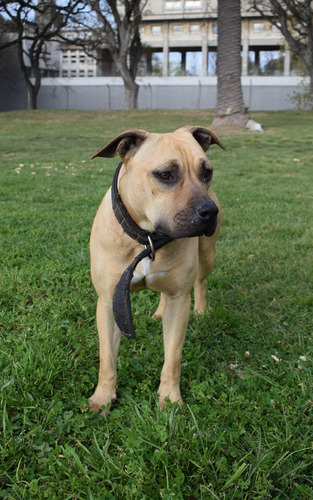 American Pit Bull Terrier (drago D.m.d & Sakura L.t )