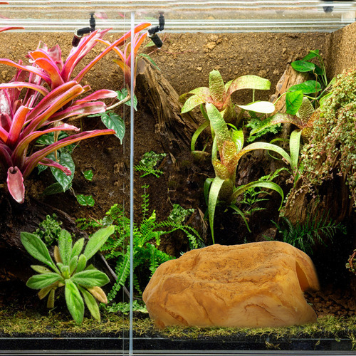 Adorno De Cuevas De Reptiles Los Lagartos Los Reptiles Se Es