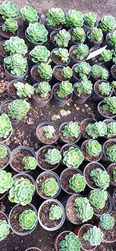 Suculenta Echeveria Mediana