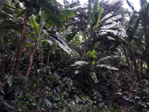 Se Vende Finca Cafetera En El Tolima