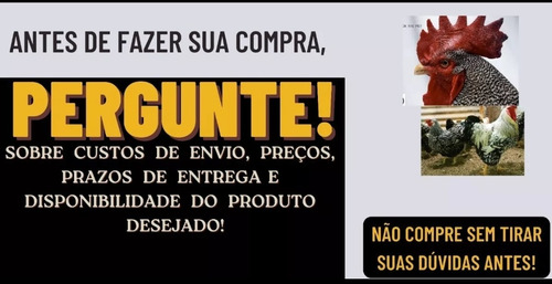 Ovos Galados Galinha Caipira