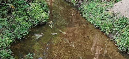 Imagem 15 de 26 de Juquiá/oportunidade/chácara Rica Em Água E Área De Plantio/ref:05354
