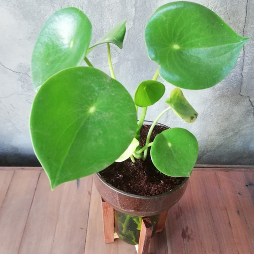 Imagen 3 de 10 de Plantas Interior Cuchara Little Plant 27 Con Soporte