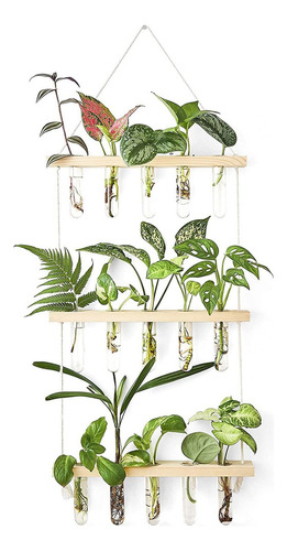 Tubos De Propagación, Plantas, Para Colgar En La Pared, Para