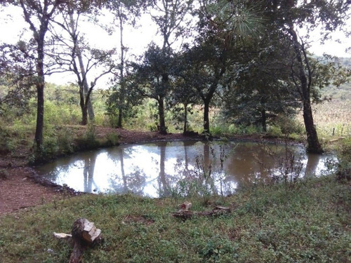 Imagen 4 de 6 de Terreno Rustico En Venta En La Localidad El Manzanillo