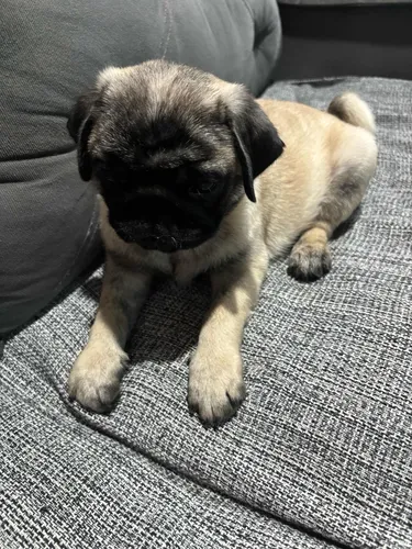 Vendo Raça Pug