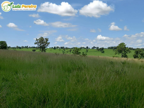 Imagem 10 de 15 de Fazenda Em Figueirão - Ms - 252,5 Hectares (dupla Aptidão) - 2130