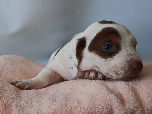 Cachorros Salchicha Mini Dachshund Macho Piedbald Chocolate Piedbald