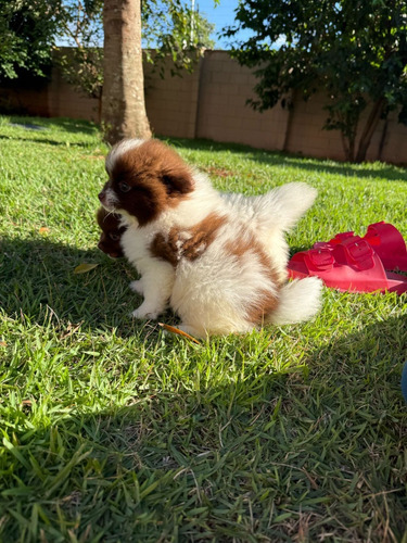 Spitz Alemão
