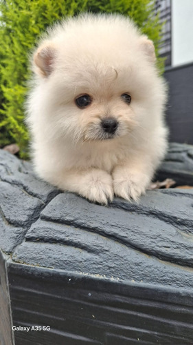 Cachorro Pomeriana Cara De Oso Hembra