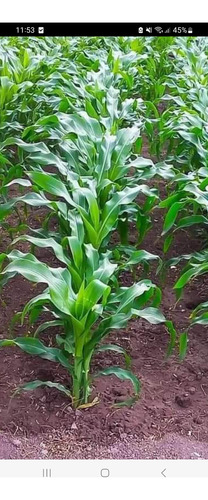 Maiz Criollo Alta Producción En Elotes 50kg