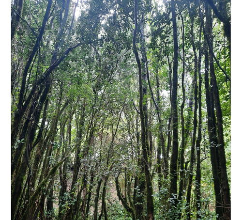 Los Jardines De Caburgua, Sector Riffo, Pucon
