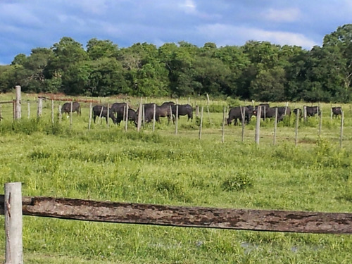Campo De 2025 Has. Ganadero, Bajo De Precio, Oportunidad!