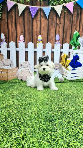 Imagem 1 de 5 de Maltês Machos Lindos