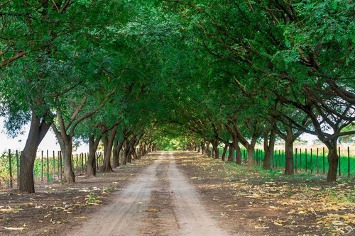 Finca 4 Ha Con Casa 2 Dorm Venta Chicoana Rp 32