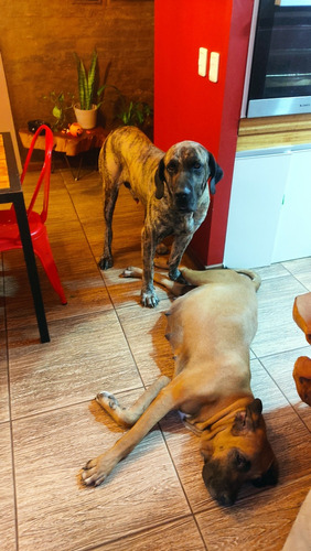 Cachorros Fila Puros, No Criadero, Desparacitados Y 1 Vacuna