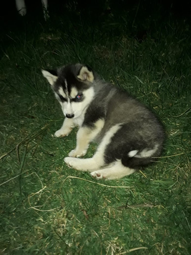 Cachorros Husky Siberiano Mascotas Rionegro Medellín Bogota