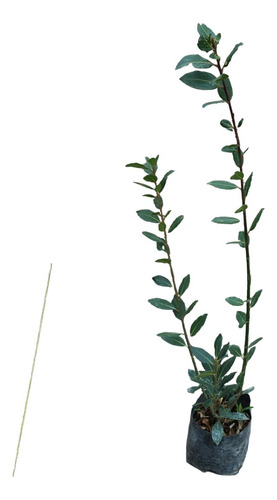 Planta De Laurel Comestible Laurel De Castilla