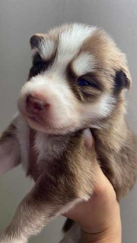 Cachorros Husky Siberianos