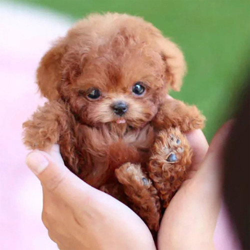 Robot Puppy, My Realistic Robot Puppy, Pelúcia, 1 Unidad