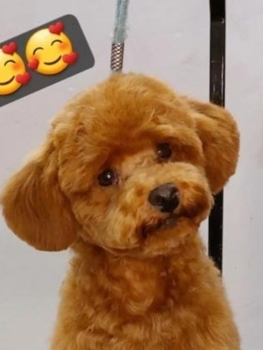 Imagen 8 de 8 de Caniche Chocolate Disponible Macho