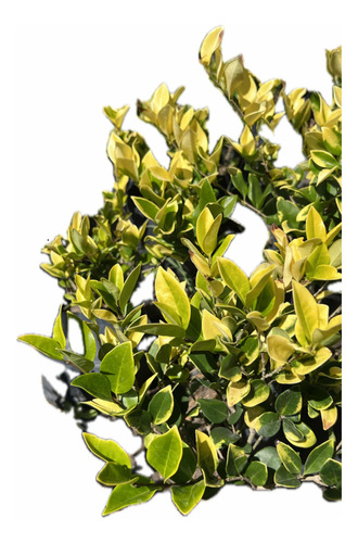 X30 Óleo Texano Verde Y Amarillo - Ólea Texana Aurea - Envío