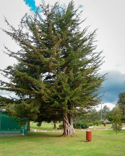 Árbol Cedro Blanco 1.20m + Manual De Cuidados + Fertilizante Verde