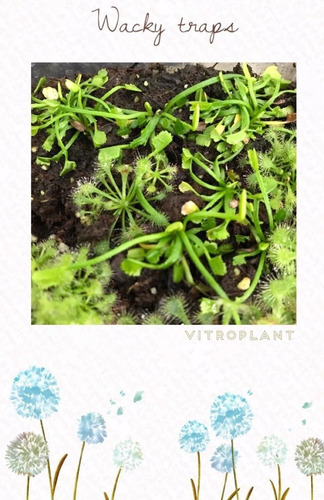 Imagen 5 de 8 de Pack Cultivares Dionaea Muscípula / Carnívora Vitroplant