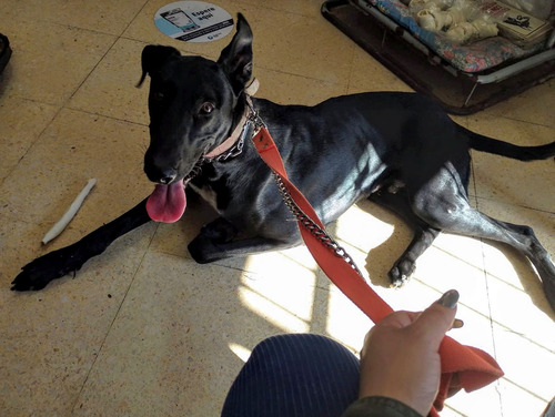 Galgo Cachorrón, Super Alto, Bello Y Esbelto, Adopción.