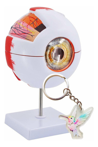 6x Large Model Del Ojo Model Of Globo Ocular Ampliated