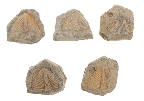 Trilobite Trilobite Ocean, 5 Unidades