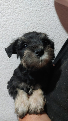 Schnauzer Mini Cachorros 