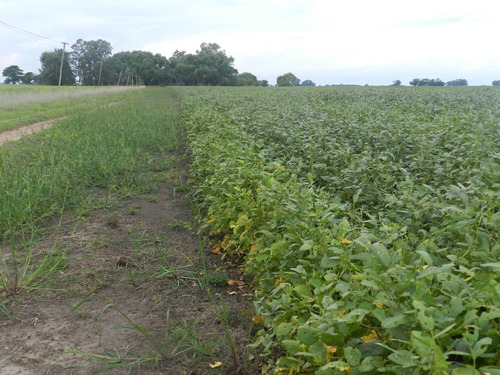 Imagen 2 de 3 de 100 Has De Campo 100% Agrícola La Mejor Calidad De Suelos