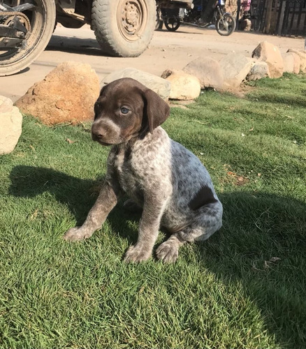 Venta De Cachorros Raza Braco Alemán