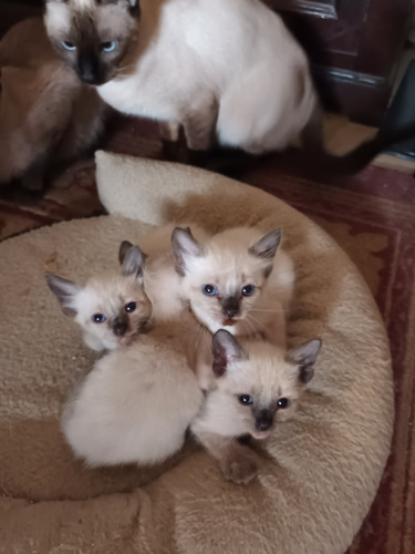 Hermosos Gatitos Bebés Siameses