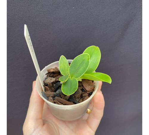 Orquídea Cattleya Nobilior Alba