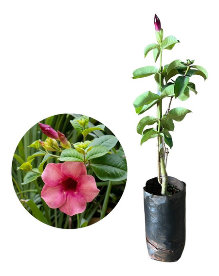 Mudas De Alamanda Branca Jardim Jardinagem | MercadoLivre 📦