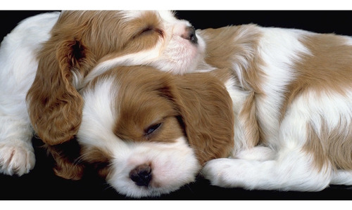 Beautiful King Charles Spaniel Pups En Venta
