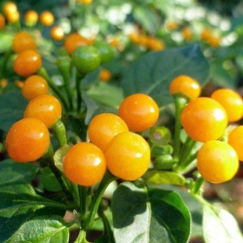 40 Sementes Aji Charapita A Pimenta Mais Cara Do Mundo