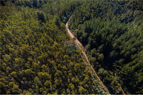 Predio Forestal En Venta 52 Ha. - Mantahue Gorbea