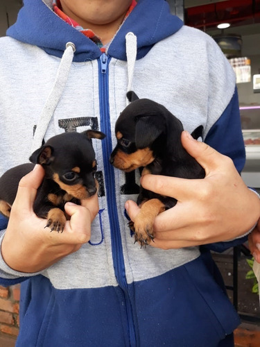 Imagen 2 de 2 de Cachorros Pincher Mini Mascotas Rionegro Medellín Bogota